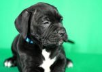 Cane Corso prelepi stenci