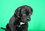 Cane Corso prelepi stenci