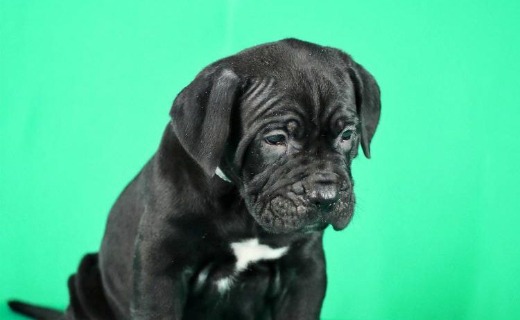 Cane Corso prelepi stenci