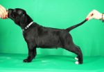 Cane Corso prelepi stenci