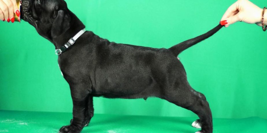 Cane Corso prelepi stenci