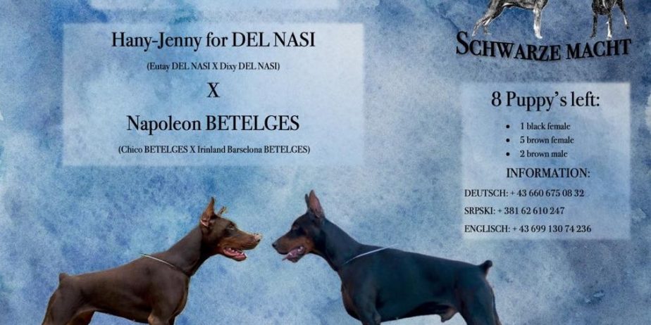 Doberman prelepi štenci