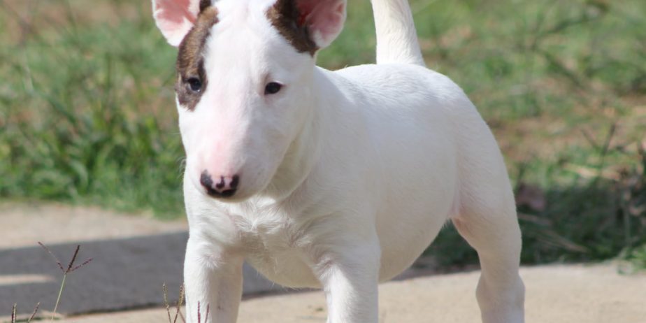 Mini Bull Terijer prelepi štenci