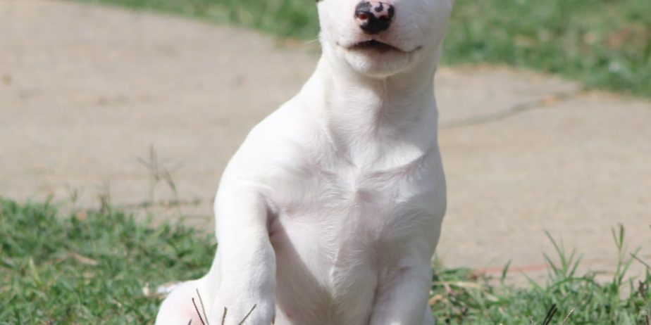 Mini Bull Terijer prelepi štenci