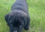 Cane Corso stenci