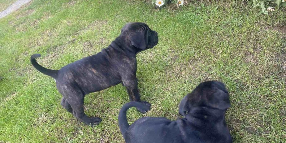 Cane Corso stenci