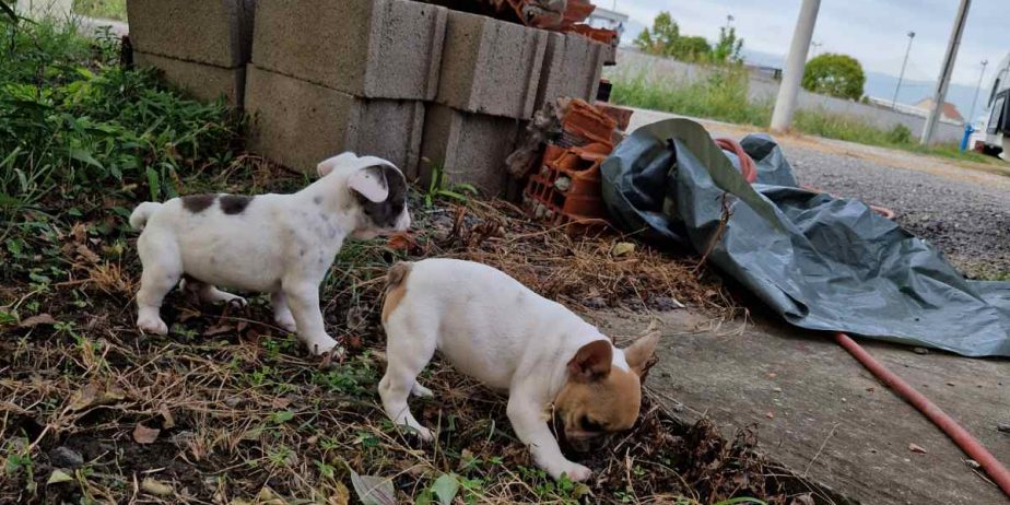 Francuski Buldog prelepi štenci