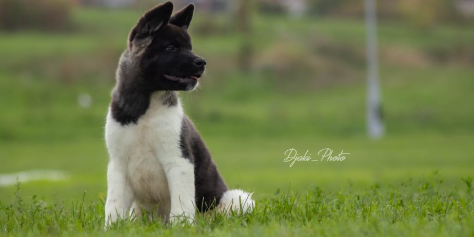 Američka Akita prelepi štenci