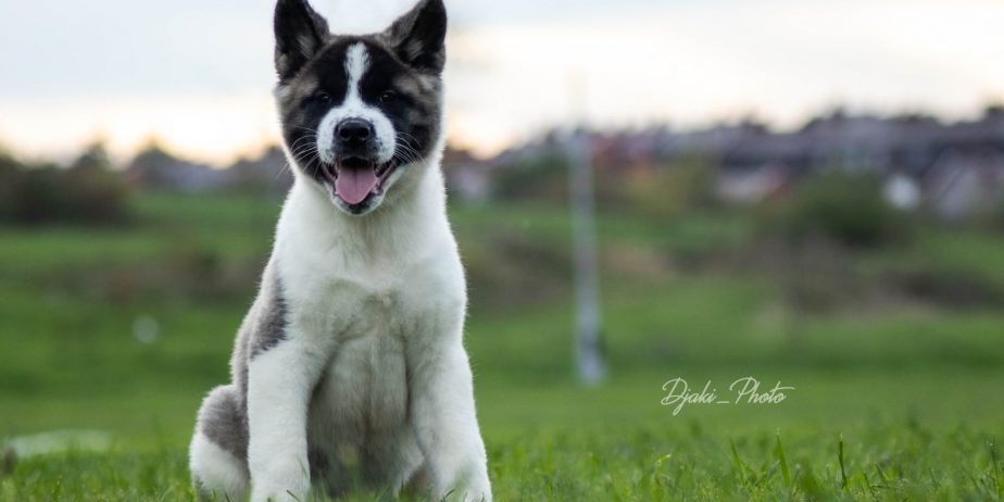 Američka Akita prelepi štenci