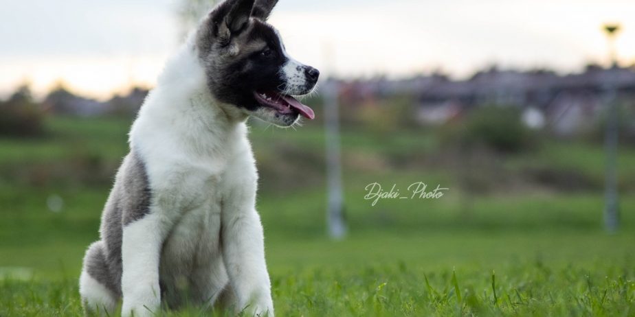 Američka Akita prelepi štenci