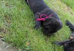 Cane Corso stenci