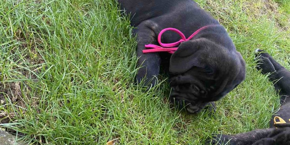 Cane Corso stenci