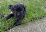 Cane Corso stenci