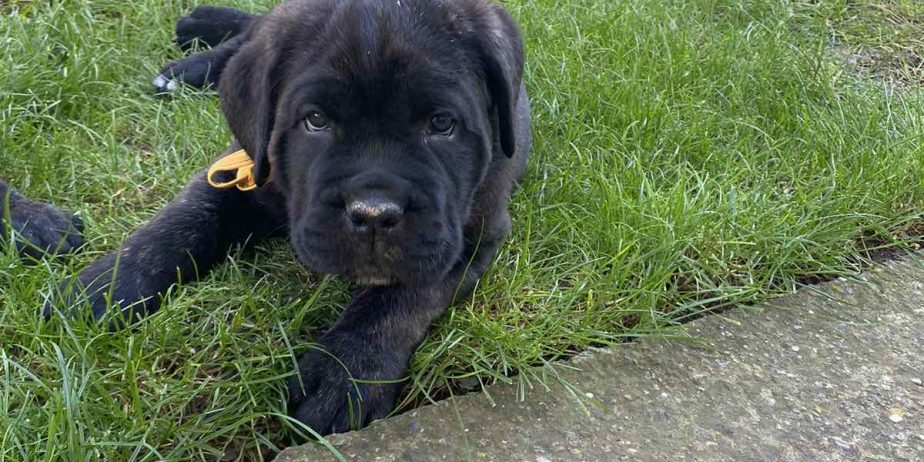 Cane Corso stenci