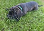 Cane Corso stenci