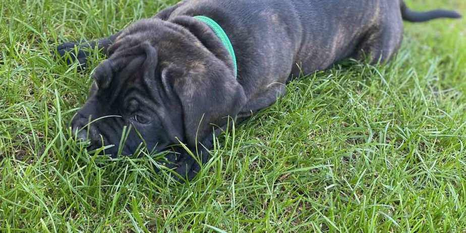 Cane Corso stenci