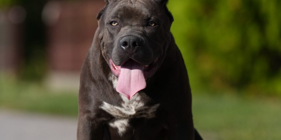 American Bully XL muško štene