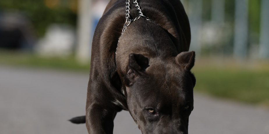 American Bully XL muško štene