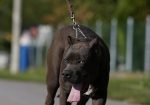 American Bully XL muško štene