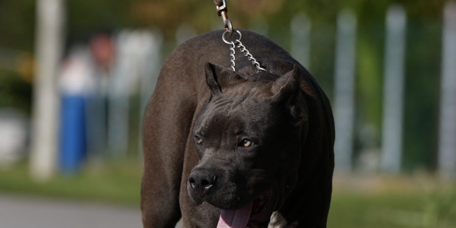 American Bully XL muško štene