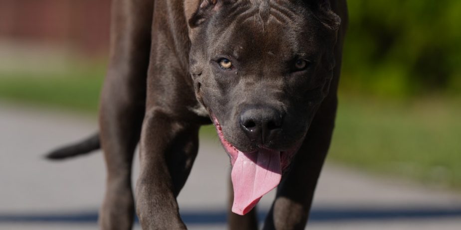 American Bully XL muško štene