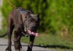 American Bully XL muško štene