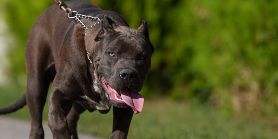 American Bully XL muško štene