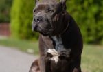 American Bully XL muško štene