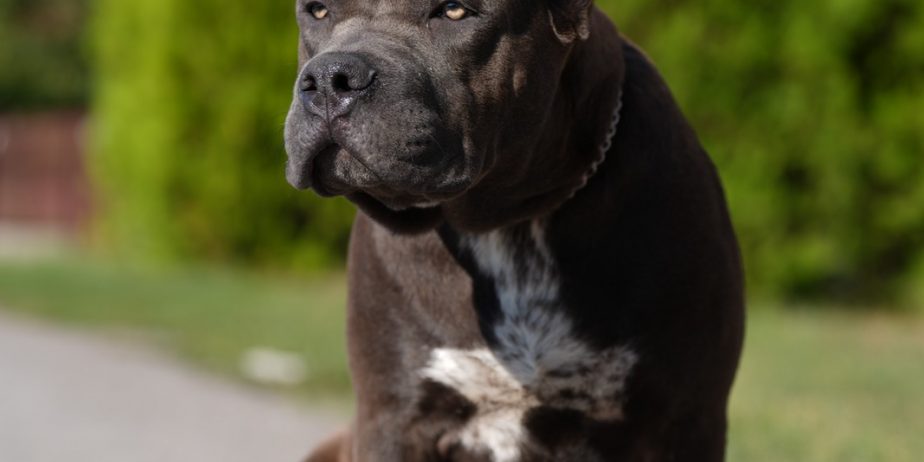 American Bully XL muško štene