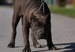 American Bully XL muško štene