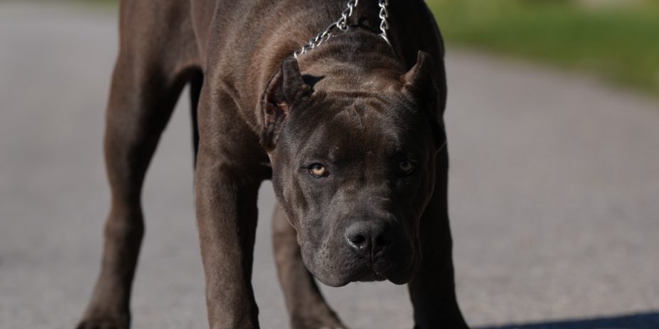 American Bully XL muško štene