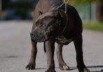 American Bully XL muško štene