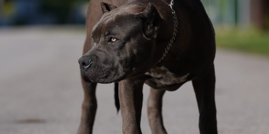 American Bully XL muško štene