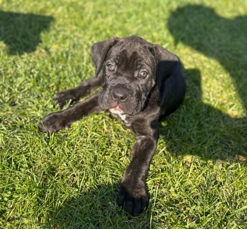 Cane Corso štenci