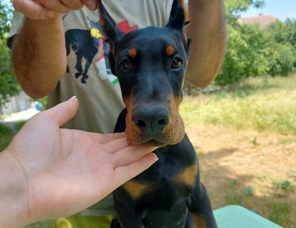 Doberman, žensko štene