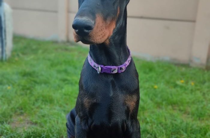 Doberman mužijak