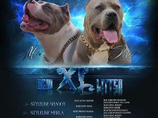 1-American-bully-xl-A1024