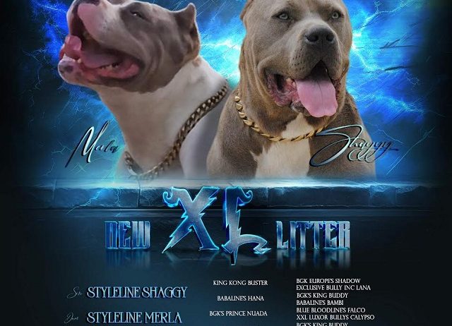 American bully xl