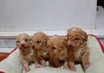 Maltipoo stenci