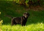 Labrador Retriver štenci