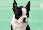 Boston terrier