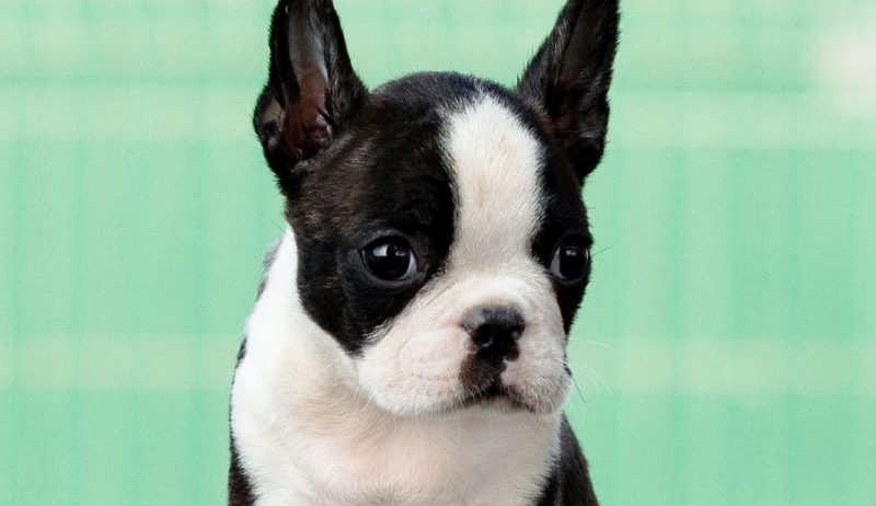 Boston terrier