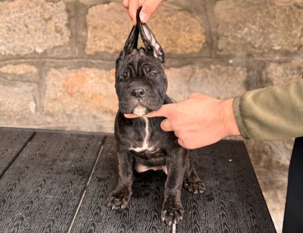 Cane corso stenci