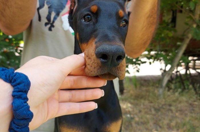 Doberman, žensko štene