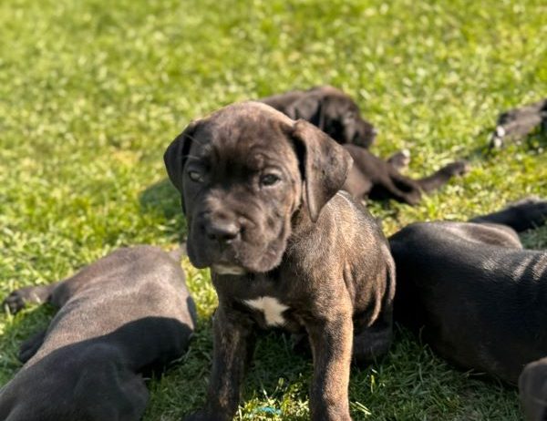 Cane Corso štenci