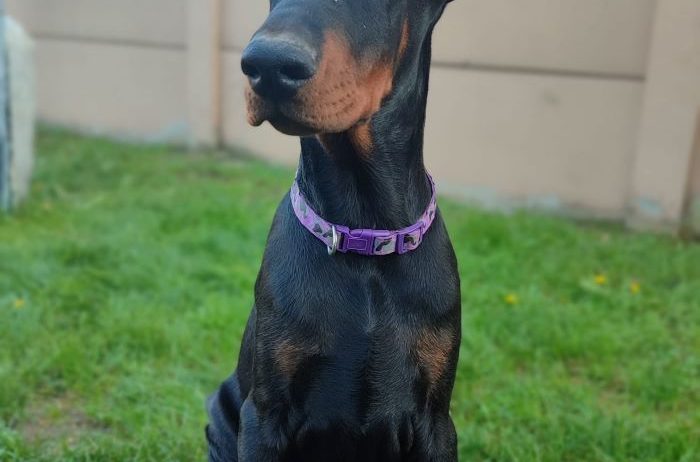 Doberman mužijak