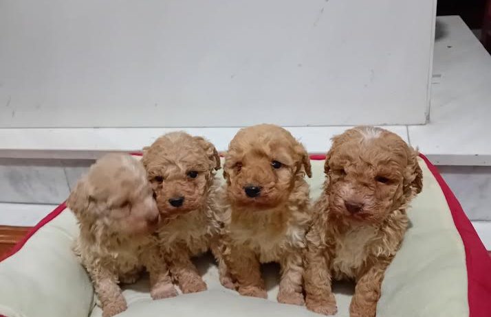 Maltipoo stenci