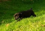 Labrador Retriver štenci