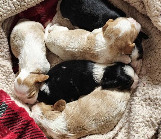 Cavalier king Charles spaniel štenci