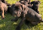 Cane Corso štenci